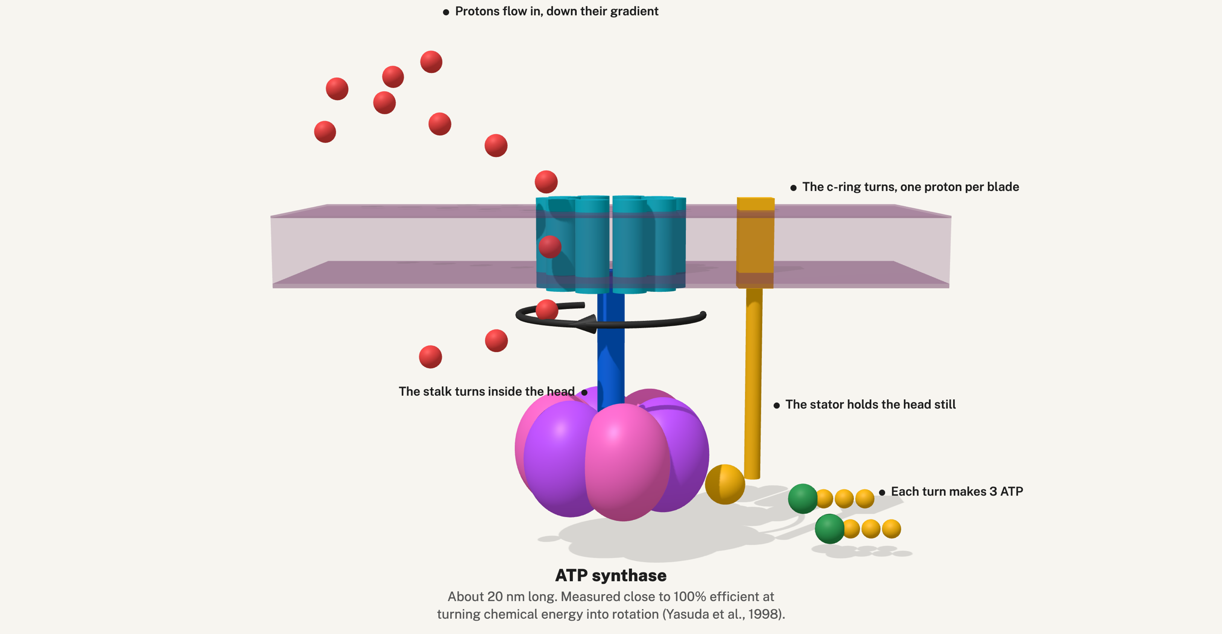 ATP synthase: protons flow through the c-ring in the membrane, turning a stalk inside a six-part head that makes ATP